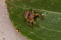 Lycidas_scutulatus_D7841_Z_89_North Stradbroke island_Australie